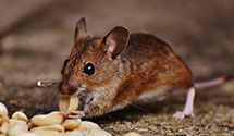 24 Hour & Emergency Exterminators in Norwood, GA